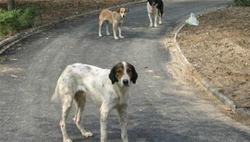 Θεσσαλονίκη: Ολο και περισσότεροι εγκαταλείπουν τα σκυλιά τους στο δρόμο