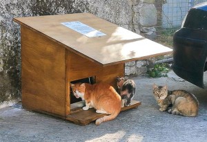 Λήμνος: Δοχεία σίτισης και πότισης για τις αδέσποτες γάτες, με την προσφορά του Στέλιου Ρόκκου