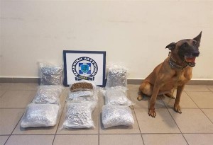 Bess: Η ατρόμητη σκυλίτσα της ΕΛ.ΑΣ που βρήκε τα 6 κιλά κάνναβης στη Λέσβο