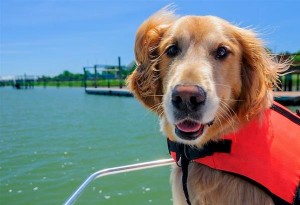 Dogs on the Dock: Mια γιορτή φιλοζωίας του Δήμου Σιθωνίας!