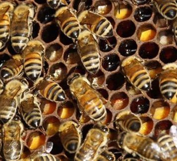 Μέλισσες παράγουν μπλε και πράσινο μέλι