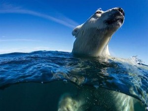 To λιώσιμο των πάγων «πνίγει» τις πολικές αρκούδες