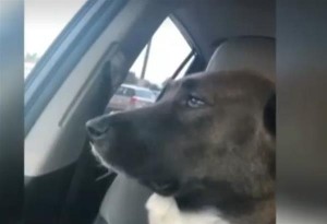 Viral: Ο μουτρωμένος... σκύλος που τσαντίστηκε γιατί δεν ήθελε να πάει στον κτηνίατρο...video