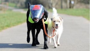 Σκύλος-οδηγός βγάζει βόλτα τυφλό σκύλο