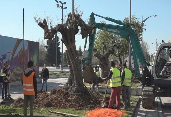Θεσσαλονίκη: Αιωνόβιες ελιές από τη Χαλκιδική φυτεύονται στην οδό Αγγελάκη