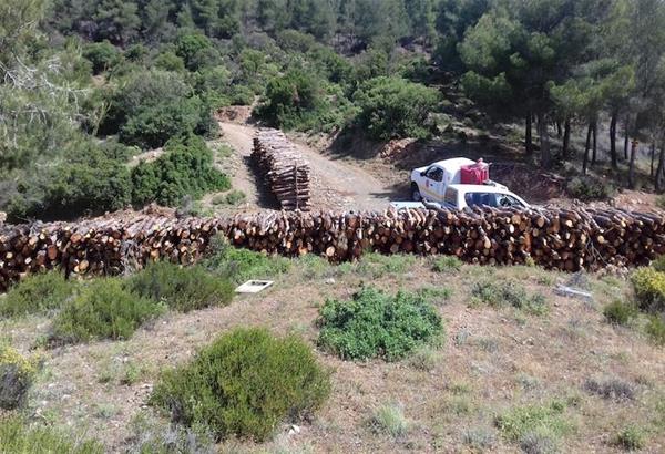 Δήμος Θέρμης: Καθαρίζονται τα δασοκτήματα Θέρμης από τα δέντρα που προσέβαλε το φλοιοφάγο έντομο
