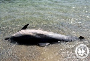 Αιγαίο: Έκοψαν με μαχαίρι τα πτερύγια δελφινιών- Η καταγγελία του Ινστιτούτου Θαλάσσιας Προστασίας «Αρχιπέλαγος» 