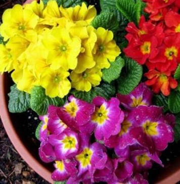 Ανθεκτικά φυτά στο κρύο για τον κήπο ή το μπαλκόνι σας