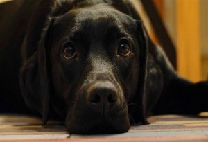 «Περίτας»: Η ιστοσελίδα του Δήμου Βέροιας για την υιοθεσία αδέσποτων σκύλων