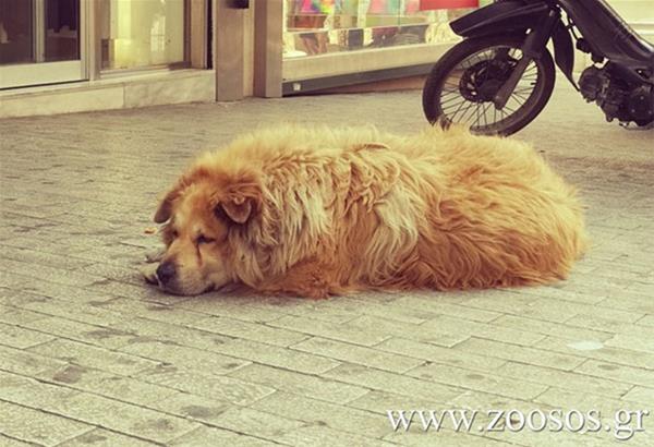 Αθήνα: Οδηγός φορτηγού σκότωσε έναν από τους πιο γνωστούς αδέσποτους σκύλους 