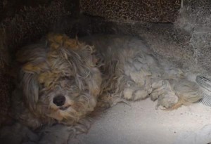 Βρέθηκε ζωντανό σκυλάκι μέσα στον φούρνο καμένου σπιτιού στο Μάτι