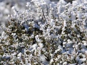 Ο χειμώνας έρχεται: Τα πρώτα χιόνια σε Πήλιο, Φλώρινα και Κοζάνη 
