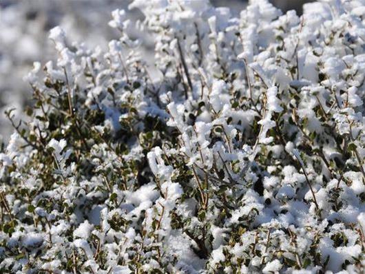 Ο χειμώνας έρχεται: Τα πρώτα χιόνια σε Πήλιο, Φλώρινα και Κοζάνη 