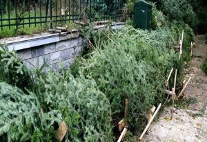 Δήμος  Πυλαίας - Χορτιάτη: Ανακυκλώστε τα Χριστουγεννιάτικα δέντρα. Δείτε πως