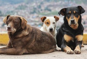Οι ''μένουμε Θεσσαλονίκη'' για το πρόβλημα των επιθετικών σκυλιών στο περιαστικό δάσος της Θεσσαλονίκης