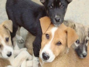 Ενέργειες για τη δημιουργία καταφυγίου αδέσποτων ζώων συντροφιάς από τον Δήμο Θερμαϊκού