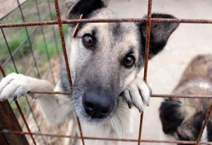 Οι 107 Δήμοι που εξασφαλίζουν χρηματοδότηση για τα αδέσποτα ζώα. 7 Δήμοι της Θεσσαλονίκης αναμέσά τους