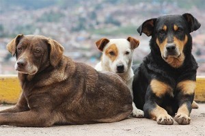 Δήμαρχος «επικήρυξε» 1000 ευρώ αυτούς που δηλητηριάζουν αδέσποτα σκυλιά