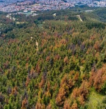 Αεροψεκασμοί σήμερα & αύριο (12-13/11) στο Περιαστικό Δάσος Θεσσαλονίκης Σέιχ Σου