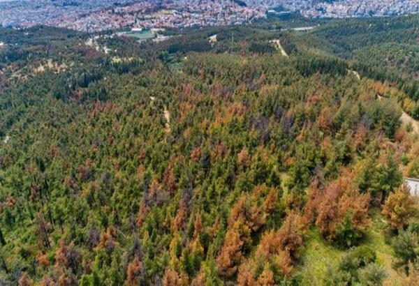 Αεροψεκασμοί σήμερα & αύριο (12-13/11) στο Περιαστικό Δάσος Θεσσαλονίκης Σέιχ Σου