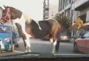 Πρωινές βόλτες...για άλογο στους δρόμους της Θεσσαλονίκης