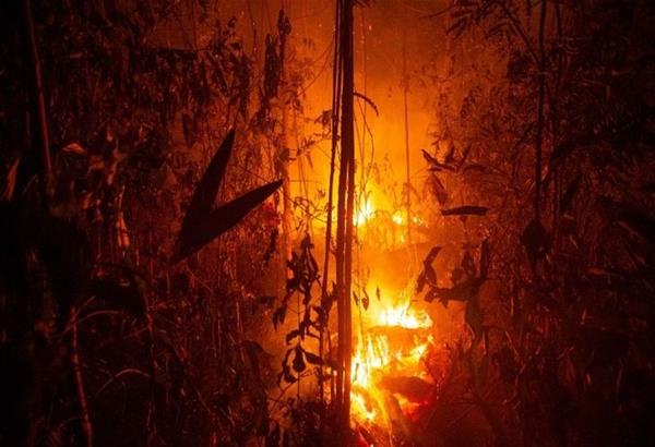 Πυρκαγιές στον Αμαζόνιο: Βασική αιτία η παγκόσμια τάση κατανάλωσης  βοδινού κρέατος και σόγιας από τη Βραζιλία
