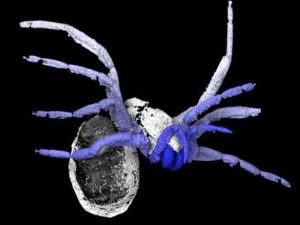 Ανακαλύφθηκε αρχαίο απολίθωμα κοντινού συγγενή της αράχνης