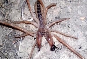 Αράχνη - σκορπιός εντοπίστηκε στα Τρίκαλα και σκόρπισε τον τρόμο