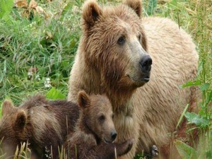Αίτημα τοποθέτησης ενισχυμένου φράχτη στην Εγνατία οδό  όπου έχουν συμβεί τέσσερα δυστυχήματα με αρκούδες