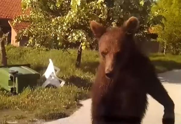 Απίστευτο και όμως αληθινό: Αρκούδα μέσα σε χωριό της Φλώρινας κλείνει το δρόμο σε αυτοκίνητο