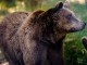 Καστοριά: Μαμά αρκούδα έθαψε τα δύο μωρά της που σκοτώθηκαν σε δυστύχημα