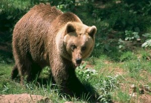 Eντοπίστηκε νεκρή αρκούδα στο Βροντερό Πρεσπών