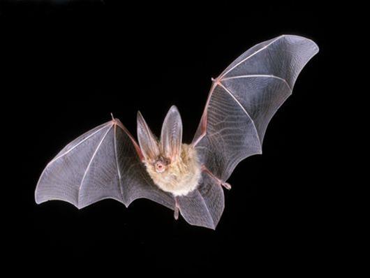 Νυχτερίδες και μακροζωία: Tι αποκαλύπτει η νέα έρευνα;