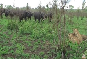 Απίστευτα πλάνα από ομάδα βουβαλιών που κατατροπώνει λιοντάρια σε πάρκο άγριας ζωής στην Ναμίμπια.