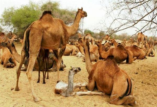 Χιλιάδες καμήλες θα θανατωθούν στην Αυστραλία επειδή «πίνουν πολύ νερό»