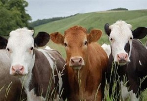 Με κλασική μουσική και υγιεινή διατροφή μεγαλώνουν οι  αγελάδες σε φάρμα  της Ημαθίας. (video)