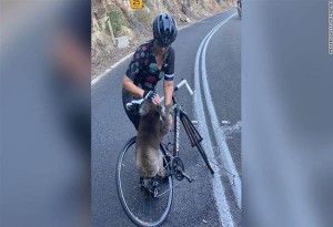 Πυρκαγιές και καύσωνας στην Αυστραλία - Κοάλα σταματά ποδηλάτη για να δροσιστεί. Βίντεο