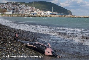 Σκόπελος: Ισχυροί άνεμοι ξέβρασαν νεκρά δελφίνια & μία χελώνα σε κατάσταση αποσύνθεσης στην παραλία
