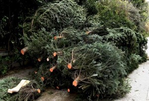 Κανένα φυσικό χριστουγεννιάτικο δέντρο στο ΧΥΤΑ Μαυρορράχης.
