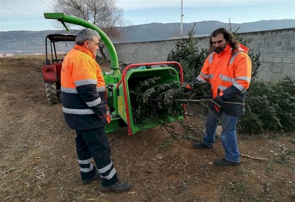 Ανακυκλώνουμε τα χριστουγεννιάτικα δέντρα στο Δήμο Παύλου Μελά