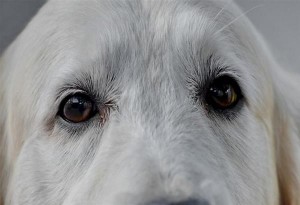 Δηλητηρίαση σκύλων από φόλες στη Φλώρινα. Η καταγγελία του Αρκτούρου