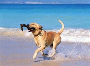 Αποσύρθηκε ξανά η διάταξη για τα σκυλιά στην παραλία