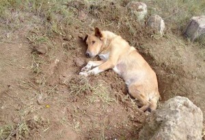 Έθαψαν σκύλο ζωντανό στην Παλλήνη Αττικής. Αναζητείται ο δράστης...