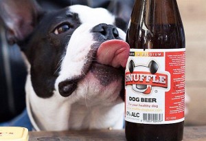 Party μπύρας για σκύλους στη Valitsa