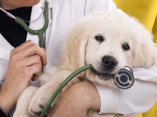 Η ύπουλη ασθένεια που απειλεί τη ζωή του σκύλου σου