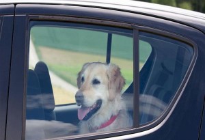 ''Ξέχασαν'' σκυλί κλειδωμένο σε αυτοκίνητο και πέθανε από τη ζέστη