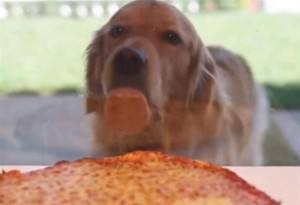 Viral ο συμπαθής σκύλος που ειδε την πίτσα και γλύφει τη βιτρίνα!