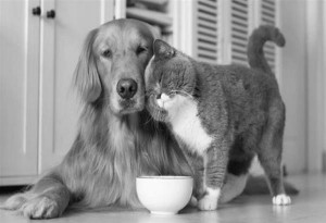 Κορωνοϊός: Μην απολυμαίνετε σκύλους και γάτες με χλωρίνη και υδροαλκοολικά τζελ