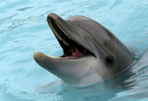 Τουρκία: Τα δελφίνια χαίρονται τον Βόσπορο λόγω της καραντίνας. Βίντεο