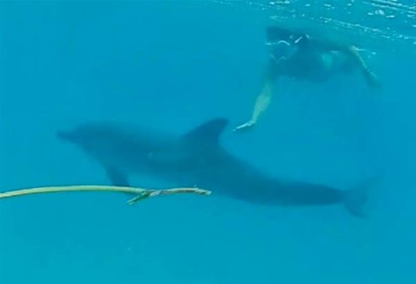 Λουόμενοι στην Κεφαλονιά κολύμπησαν πλάι σε ένα δελφίνι. 